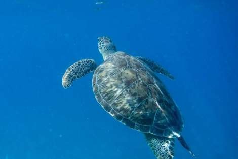 Review img # 110 of the yacht ALIZÉ