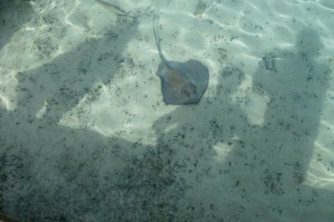 Review img # 31 of the yacht DEVINE SAILING