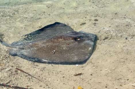 Review img # 3 of the yacht Groovy