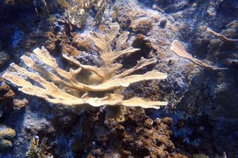 Review img # 11 of the yacht LUNA BLISS