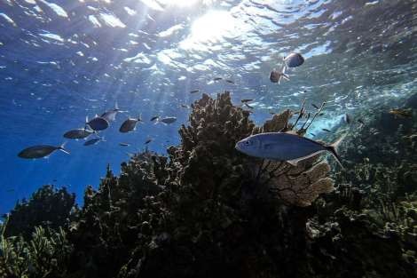 Review img # 33 of the yacht RESPITE AT SEA