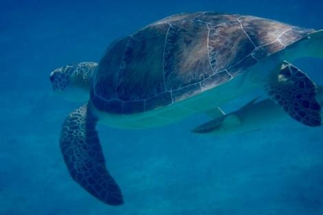 Review img # 4 of the yacht SEAHOME